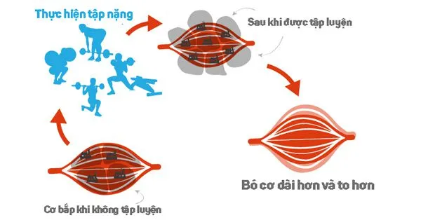 Cách tăng cơ bắp nhanh nhất | 1 nhóm cơ tập mấy lần 1 tuần ?