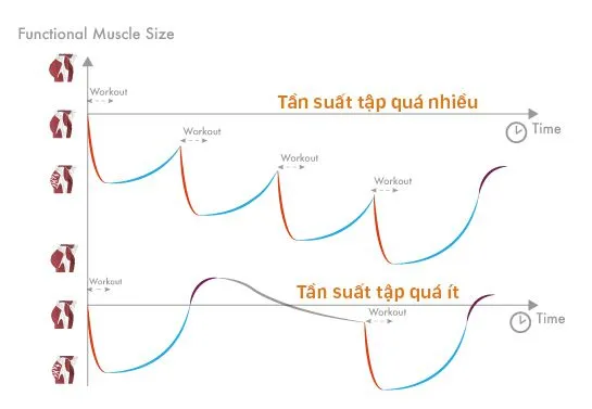 Cách tăng cơ bắp nhanh nhất | 1 nhóm cơ tập mấy lần 1 tuần ?