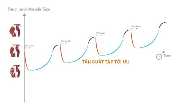 Cách tăng cơ bắp nhanh nhất | 1 nhóm cơ tập mấy lần 1 tuần ?