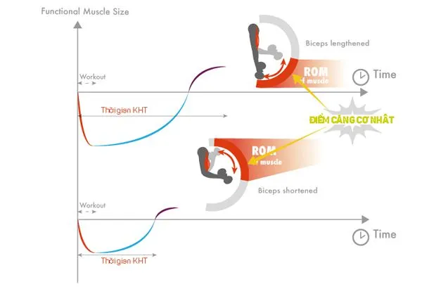 Cách tăng cơ bắp nhanh nhất | 1 nhóm cơ tập mấy lần 1 tuần ?