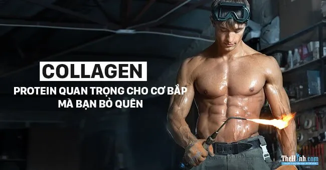 Collagen là gì – Nguồn protein quan trọng của cơ bắp mà bạn bỏ quên