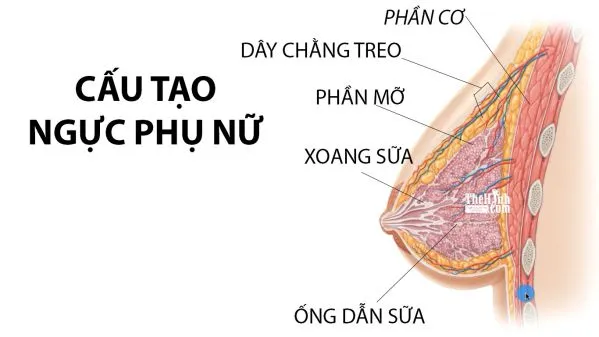 Con gái tập gym có nở ngực không, con gái có nên tập ngực ?