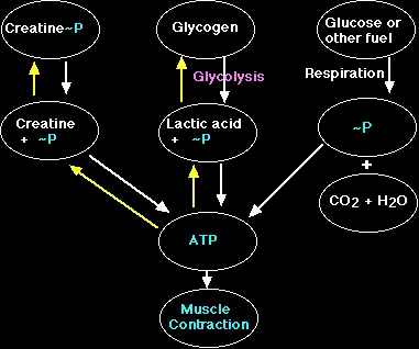 Creatine là gì ? Cần biết gì về thực phẩm bổ sung Creatine ?