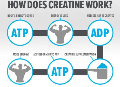 Creatine là gì ? Tất cả thông tin về Creatine bạn cần biết