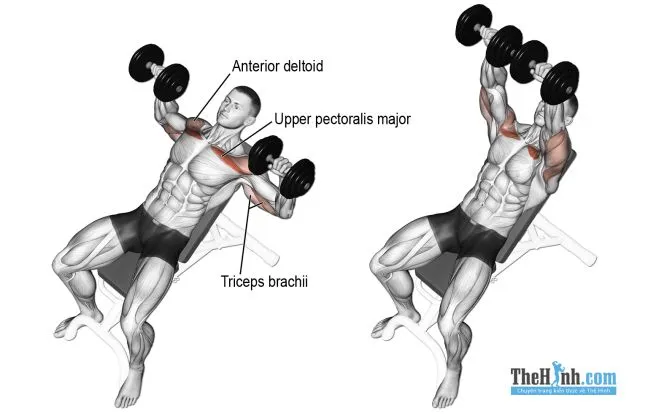 Dumbbell Incline Press – Bài tập ngực trên với tạ đơn