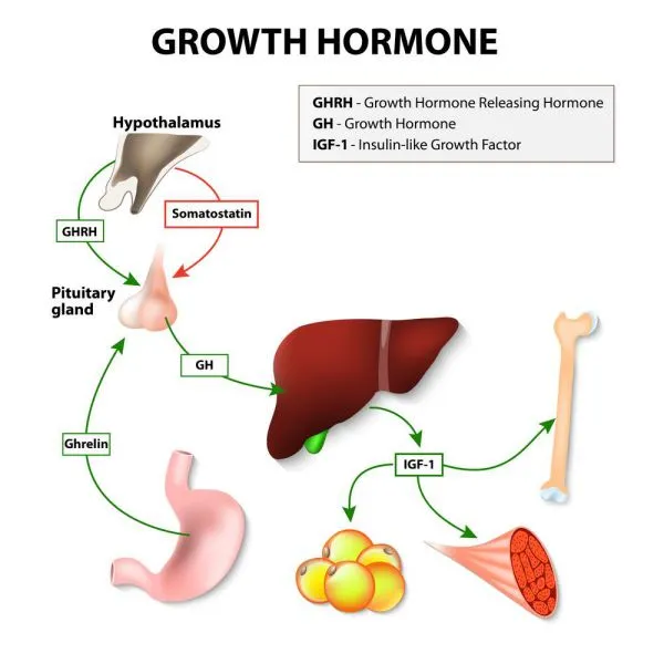 HGH là gì ? Sự ảnh hưởng của HGH đến cơ bắp ra sao ?