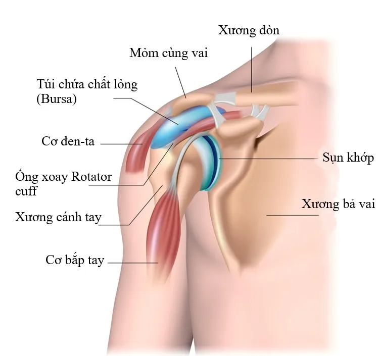 Hội chứng chạm mỏm cùng vai là gì? Nguyên nhân và cách khắc phục