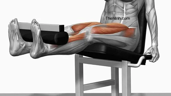 Leg Extension – Ngồi đá chân tập đùi trước