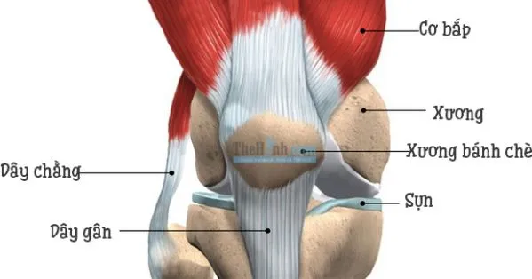 Mọi thứ về bài tập squat và chuyện chấn thương đầu gối Gymer phải đọc