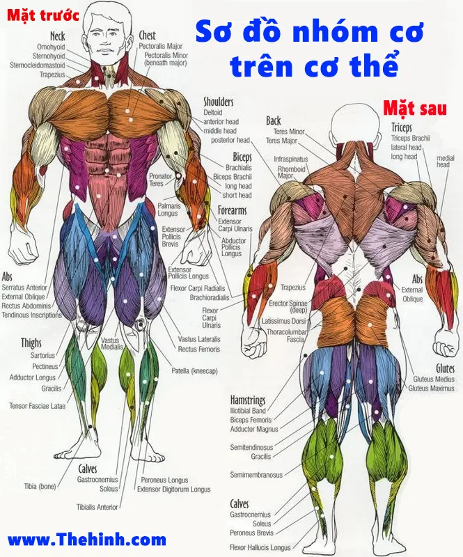 Sơ đồ nhóm cơ chính trên cơ thể trong tập gym, thể hình