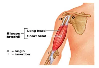 Sơ đồ nhóm cơ chính trên cơ thể trong tập gym, thể hình