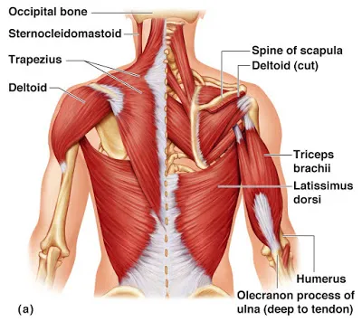 Sơ đồ nhóm cơ chính trên cơ thể trong tập gym, thể hình