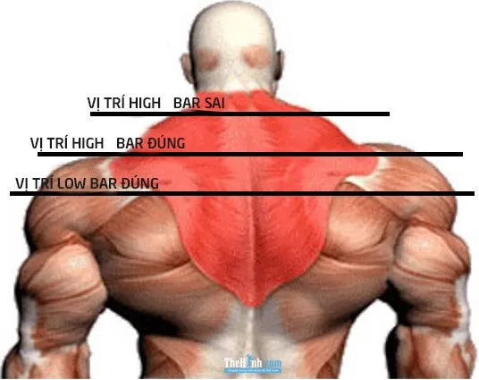 So sánh Low Bar và High Bar khi Squat, cái nào tốt hơn ?