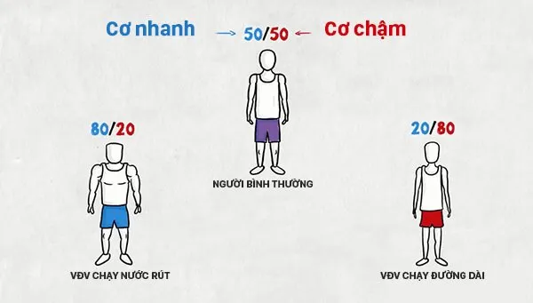 Tại sao người chạy bộ đường dài và chạy nước rút trông rất khác nhau ?