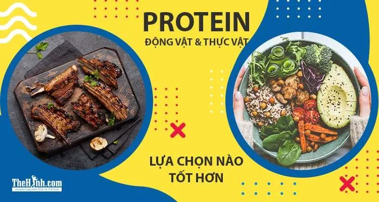 Tăng cơ bằng Protein động vật hay Protein thực vật sẽ tốt hơn?