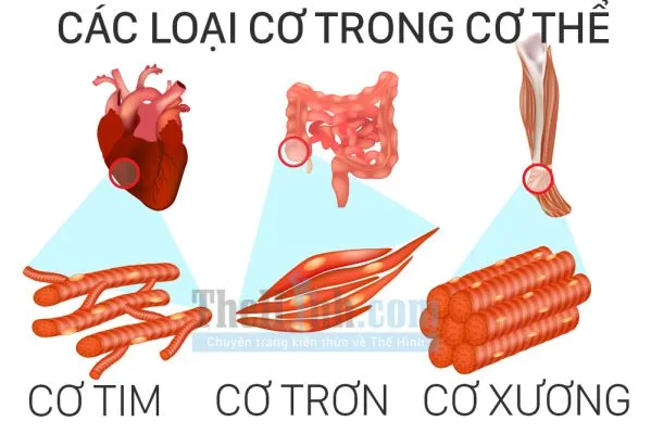 Tăng cơ là gì ? Hiểu rõ hơn về chuyện tăng cơ trong tập gym