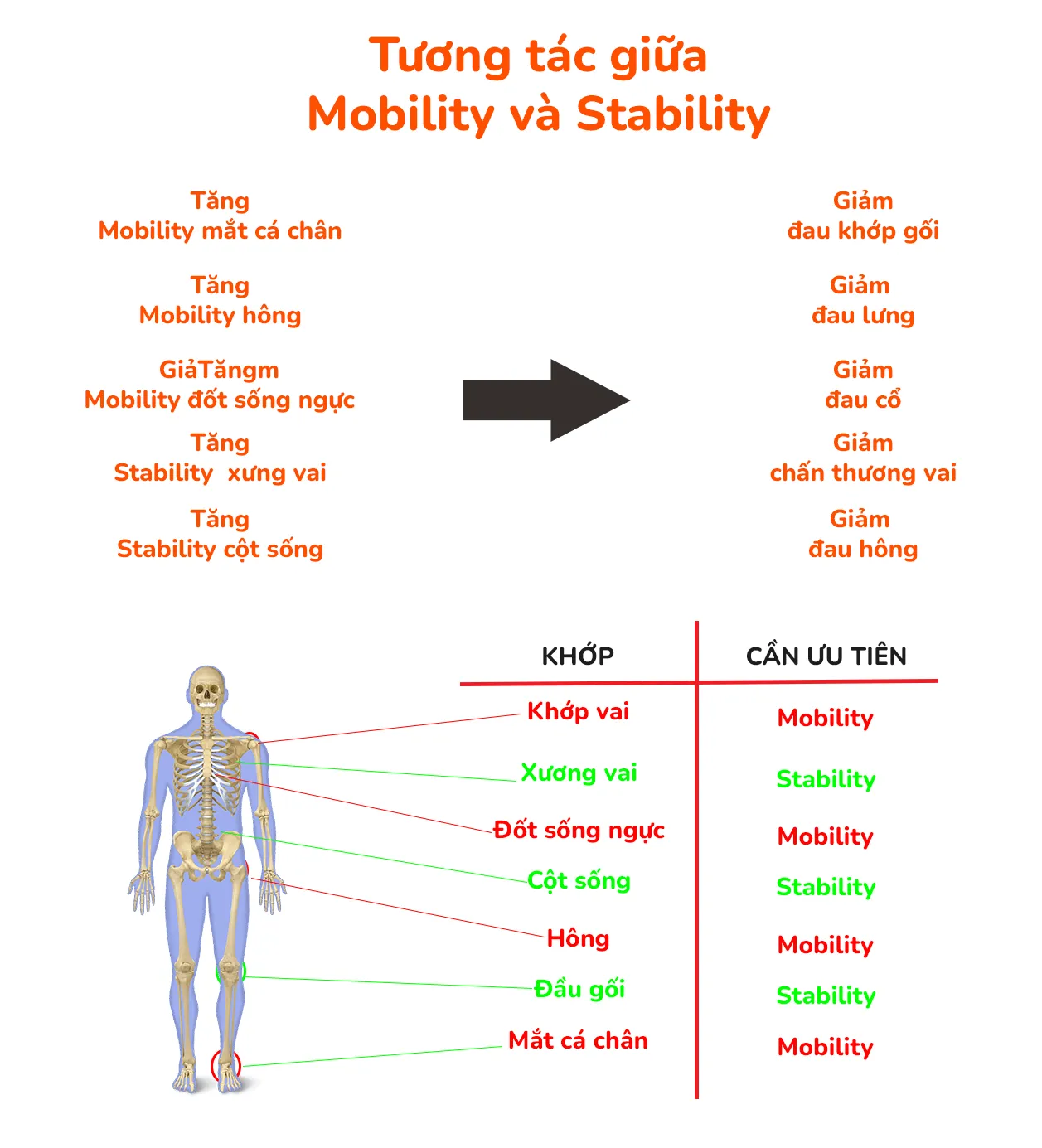 Tìm hiểu về Mobility, Stability, Flexibility và Extensibility trong tập gym