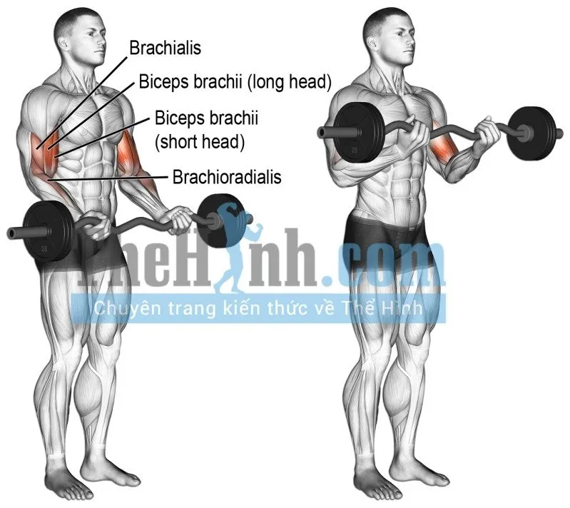 Tổng hợp bài tập tay trước và bài tập tay cho nam sau kèm hình nhóm cơ tác động