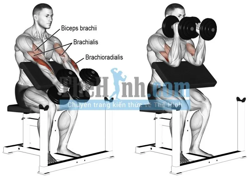 Tổng hợp bài tập tay trước và bài tập tay cho nam sau kèm hình nhóm cơ tác động