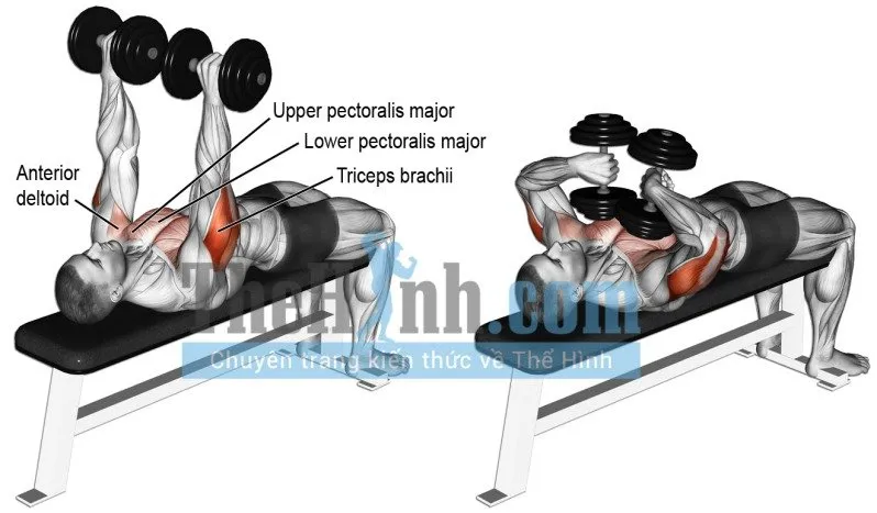 Tổng hợp bài tập tay trước và bài tập tay cho nam sau kèm hình nhóm cơ tác động