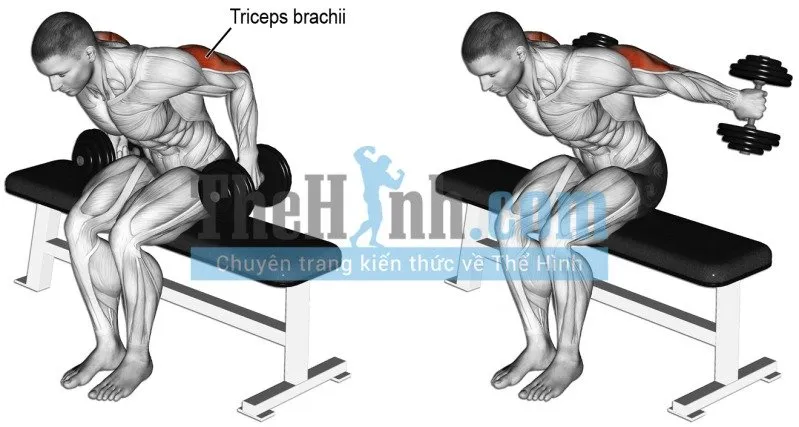 Tổng hợp bài tập tay trước và bài tập tay cho nam sau kèm hình nhóm cơ tác động