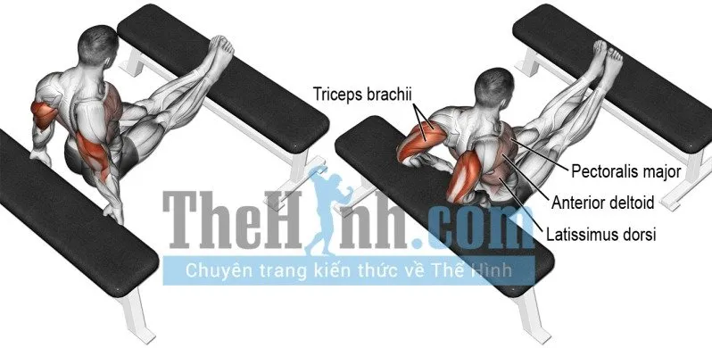 Tổng hợp bài tập tay trước và bài tập tay cho nam sau kèm hình nhóm cơ tác động