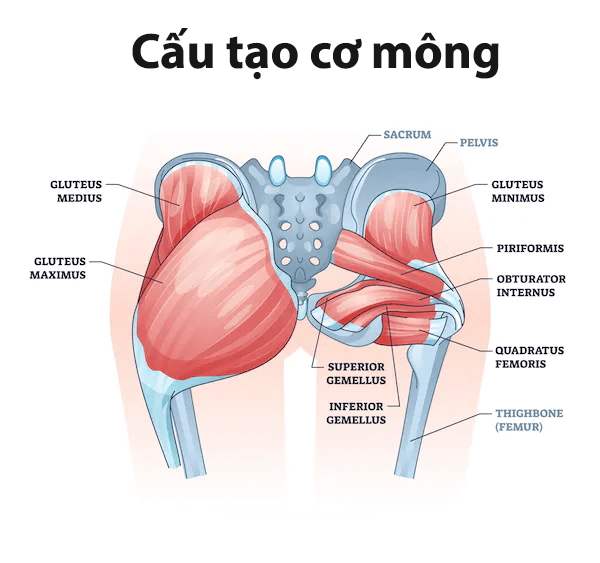 3 Giáo án tập mông cho nữ: Sở hữu đôi mông đào mơ ước