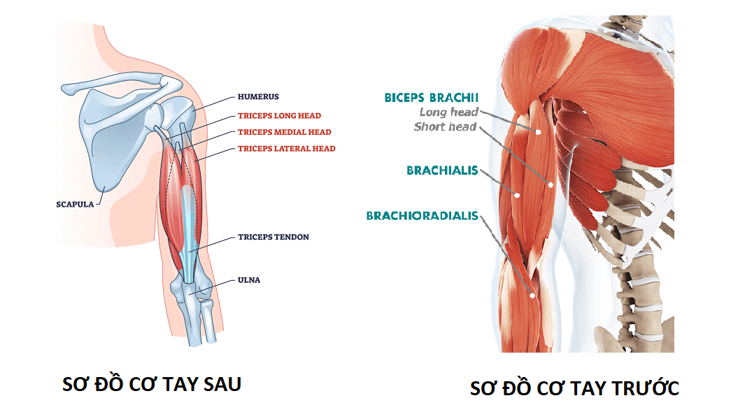 3 Giáo án tập tay cho nữ: săn chắc, khỏe mạnh