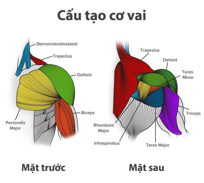 4 Lịch tập vai cho nữ cơ bản đến nâng cao: Cho đôi vai thon gọn săn chắc