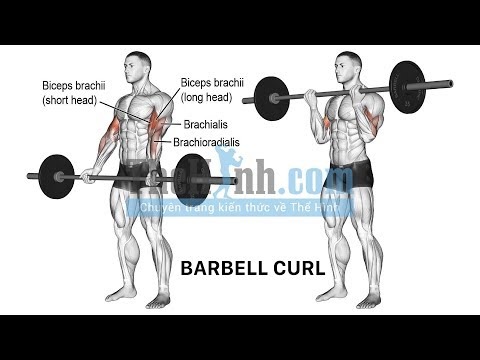 Barbell Biceps Curl – Đứng cuốn tạ tập cơ tay trước