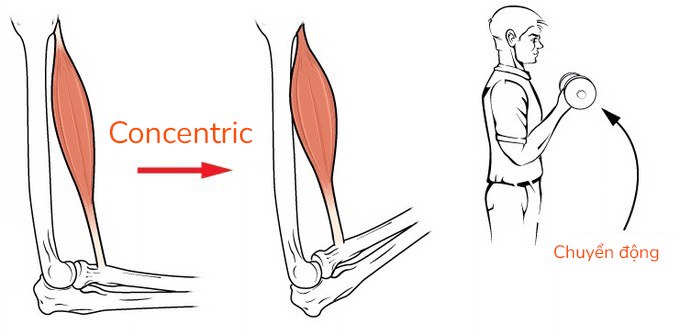 Các loại co cơ Eccentric, Isometric, hay Concentric nghĩa là gì ?