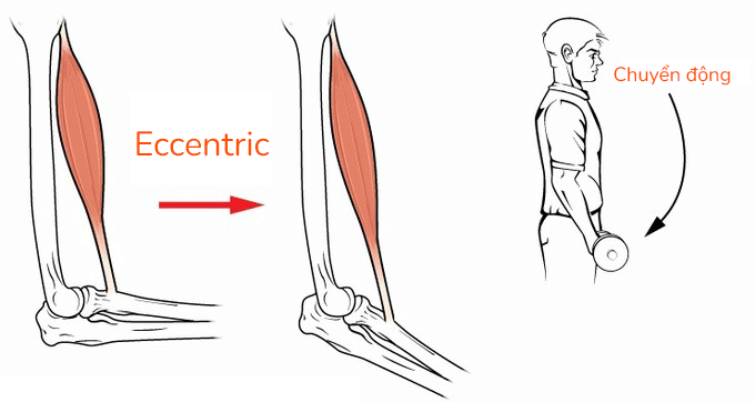 Các loại co cơ Eccentric, Isometric, hay Concentric nghĩa là gì ?