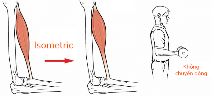 Các loại co cơ Eccentric, Isometric, hay Concentric nghĩa là gì ?