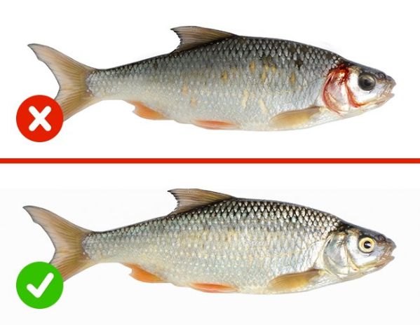 Cách kiểm tra chất lượng thức ăn còn tốt hay không trước khi dùng