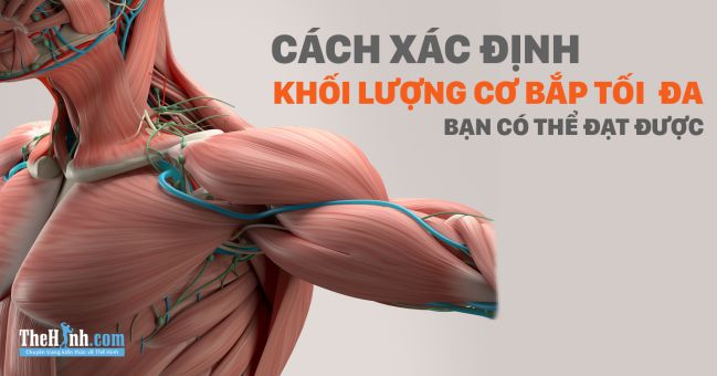 Cách xác định khối lượng cơ bắp tối đa bạn có thể có được khi tập gym – P1