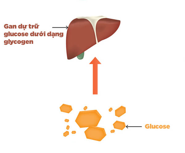 Carbohydrate là gì ? Cơ bản nhưng không phải ai cũng hiểu rõ