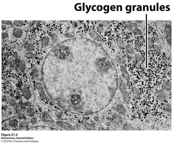 Glycogen là gì ? Tại sao tập gym cần phải hiểu về Glycogen?