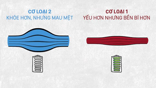 Nên tập tạ nặng hay nhẹ thì tăng cơ tốt hơn ?