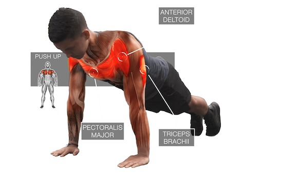 Push-ups: Cách tập để cơ ngực phát triển hoàn hảo