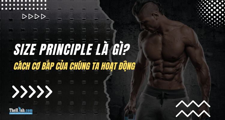 Size Principle là gì? Cách cơ bắp của chúng ta hoạt động