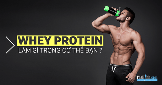 Sự thật về hoạt động của Protein trong cơ thể của dân tập tạ