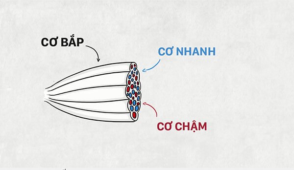 Tại sao người chạy bộ đường dài và chạy nước rút trông rất khác nhau ?