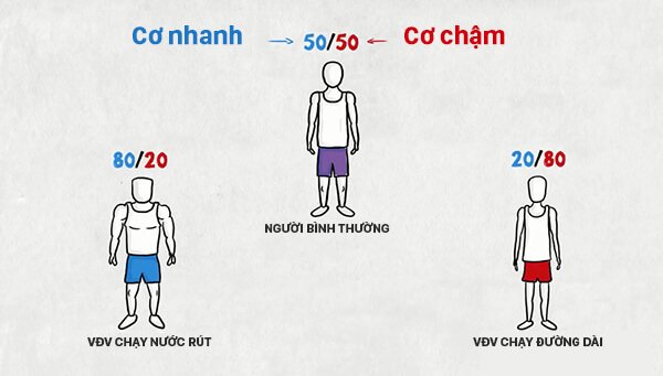 Tại sao người chạy bộ đường dài và chạy nước rút trông rất khác nhau ?