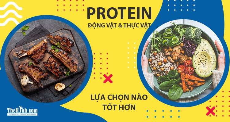 Tăng cơ bằng Protein động vật hay Protein thực vật sẽ tốt hơn?