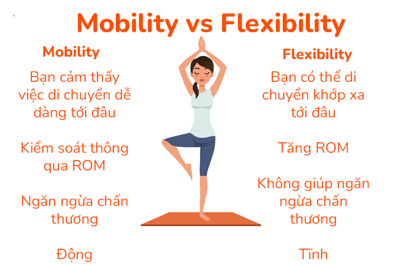 Tìm hiểu về Mobility, Stability, Flexibility và Extensibility trong tập gym