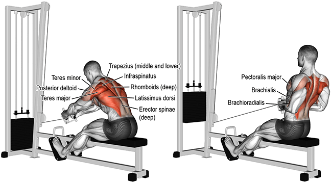 Top 10 bài tập lưng xô tốt nhất để xây dựng cơ bắp