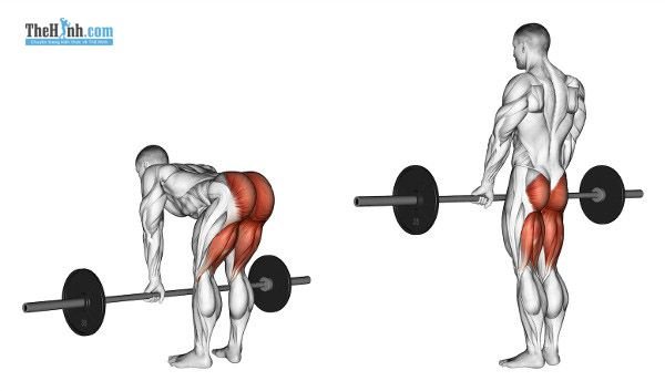 Romanian Deadlift – Biến thể của bài tập Deadlift huyền thoại