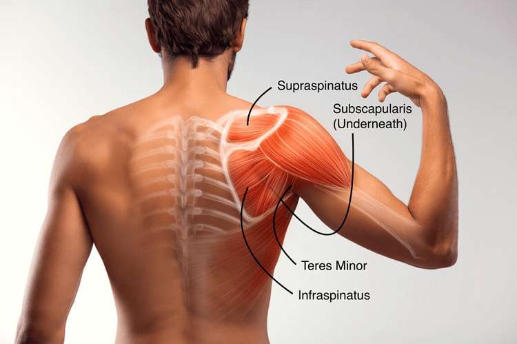 Tìm hiểu cơ Rotator Cuff: Giải phẫu, chức năng và những bài tập hiệu quả nhất