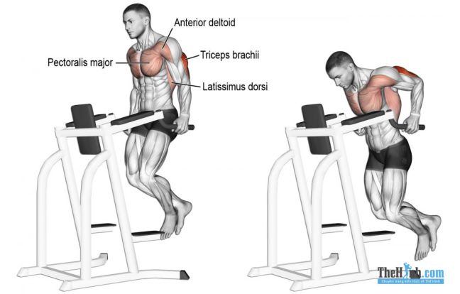 Triceps Dip – Hướng dẫn tập tay sau trên xà kép